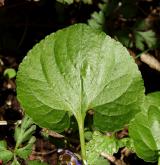 violka vonná <i>(Viola odorata)</i> / List
