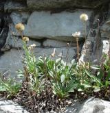 hvězdnice alpská <i>(Aster alpinus)</i> / Habitus