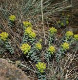 pryšec sivý <i>(Euphorbia seguieriana)</i> / Habitus