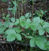 mochna skalní <i>(Potentilla rupestris)</i> / Habitus