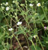 mochna skalní <i>(Potentilla rupestris)</i> / Habitus