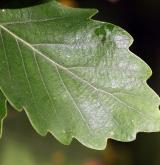 dub alžírský <i>(Quercus canariensis)</i> / List