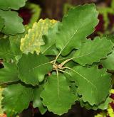 dub alžírský <i>(Quercus canariensis)</i> / List