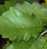 dub alžírský <i>(Quercus canariensis)</i> / List