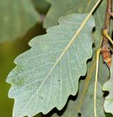 dub alžírský <i>(Quercus canariensis)</i> / List