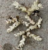 kyčelnice cibulkonosná <i>(Dentaria bulbifera)</i> / Zásobní orgán/orgán klonálního růstu