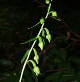 kruštík přehlížený <i>(Epipactis neglecta)</i> / Habitus