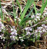 vítod nahořklý <i>(Polygala amarella)</i> / Habitus