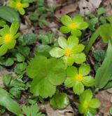 hvězdnatec zubatý <i>(Hacquetia epipactis)</i> / Habitus