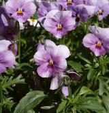 violka zahradní <i>(Viola ×wittrockiana)</i> / Habitus
