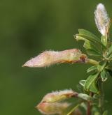 kručinka chlupatá <i>(Genista pilosa)</i> / Plod