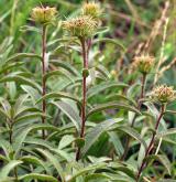 oman srstnatý <i>(Inula hirta)</i> / Habitus