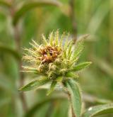 oman srstnatý <i>(Inula hirta)</i> / Ostatní