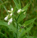 kostival český <i>(Symphytum bohemicum)</i>
