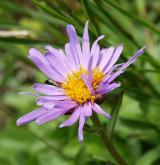 hvězdnice alpská <i>(Aster alpinus)</i> / Květ/Květenství