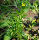 mochna poléhavá <i>(Potentilla supina)</i> / Habitus