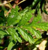 mochna poléhavá <i>(Potentilla supina)</i> / List