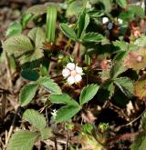 mochna malokvětá <i>(Potentilla micrantha)</i> / Habitus
