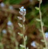 pomněnka drobnokvětá <i>(Myosotis stricta)</i> / Květ/Květenství