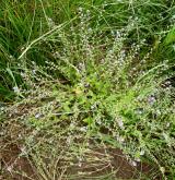 pomněnka drobnokvětá <i>(Myosotis stricta)</i> / Habitus