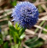 koulenka prodloužená <i>(Globularia bisnagarica)</i> / Květ/Květenství