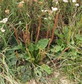 jitrocel větší <i>(Plantago major)</i> / Habitus