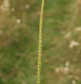 jitrocel větší <i>(Plantago major)</i> / Květ/Květenství