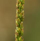 jitrocel větší <i>(Plantago major)</i> / Květ/Květenství