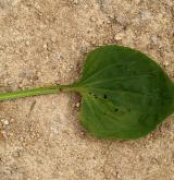 jitrocel větší <i>(Plantago major)</i> / List