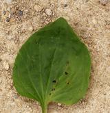 jitrocel větší <i>(Plantago major)</i> / List