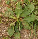 jitrocel větší <i>(Plantago major)</i> / Habitus
