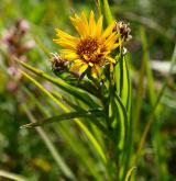 oman mečolistý <i>(Inula ensifolia)</i> / Květ/Květenství