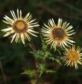 pupava obecná <i>(Carlina vulgaris)</i> / Květ/Květenství