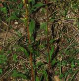 zlatobýl obecný <i>(Solidago virgaurea)</i> / Habitus