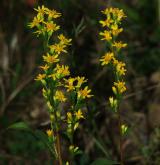 zlatobýl obecný <i>(Solidago virgaurea)</i> / Květ/Květenství