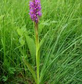 prstnatec pleťový <i>(Dactylorhiza incarnata)</i> / Habitus
