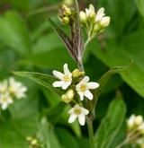 tolita lékařská <i>(Vincetoxicum hirundinaria)</i> / Květ/Květenství