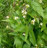 tolita lékařská <i>(Vincetoxicum hirundinaria)</i> / Habitus