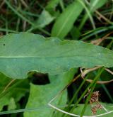 kostival český <i>(Symphytum bohemicum)</i>