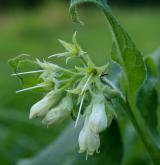 kostival český <i>(Symphytum bohemicum)</i>
