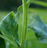 kostival český <i>(Symphytum bohemicum)</i>