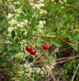 višeň křovitá <i>(Prunus fruticosa)</i> / Habitus