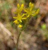 rozchodník skalní <i>(Sedum reflexum)</i> / Květ/Květenství