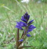 vítod obecný <i>(Polygala vulgaris)</i> / Květ/Květenství