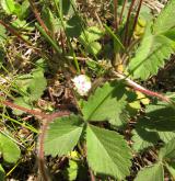 mochna malokvětá <i>(Potentilla micrantha)</i> / Habitus