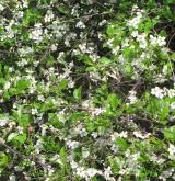 višeň křovitá <i>(Prunus fruticosa)</i> / Habitus