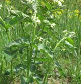 tolita lékařská <i>(Vincetoxicum hirundinaria)</i> / Habitus