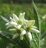 tolita lékařská <i>(Vincetoxicum hirundinaria)</i> / Květ/Květenství