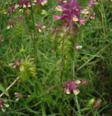 černýš hřebenitý <i>(Melampyrum cristatum)</i> / Habitus