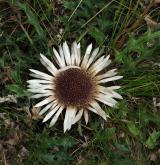 pupava bezlodyžná <i>(Carlina acaulis)</i> / Habitus
